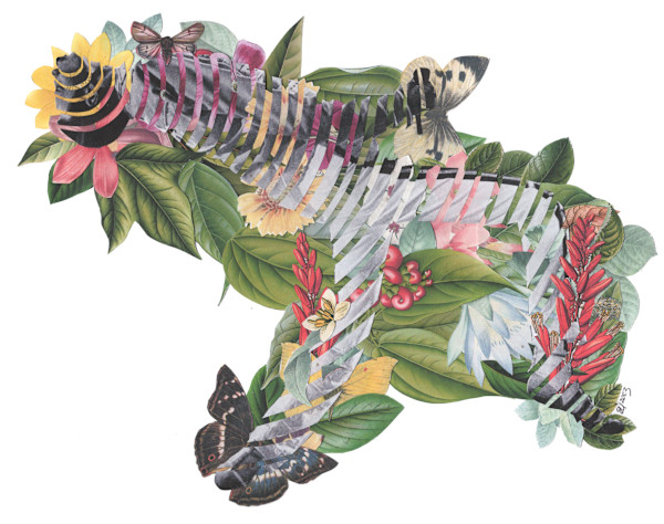 Freddie by Emily Morgan