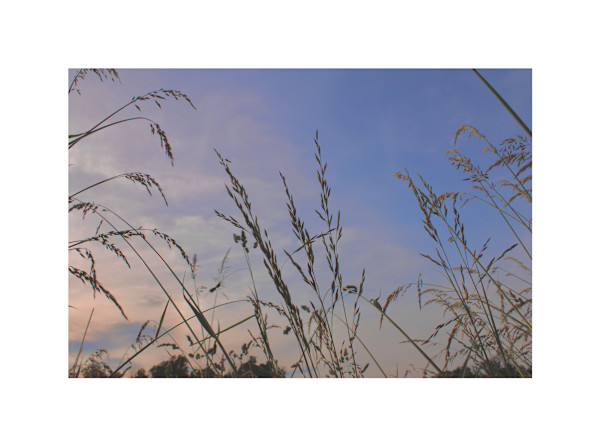 Okehocking Preserve by Cameryn Popiel