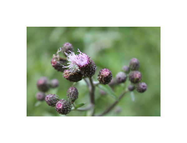 Okehocking Preserve by Cameryn Popiel