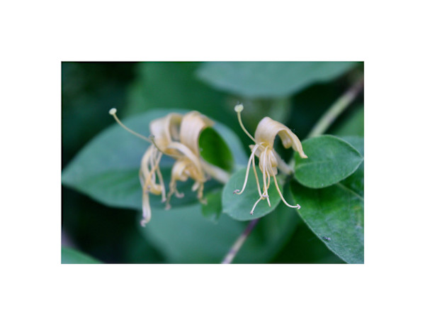 Okehocking Preserve by Cameryn Popiel