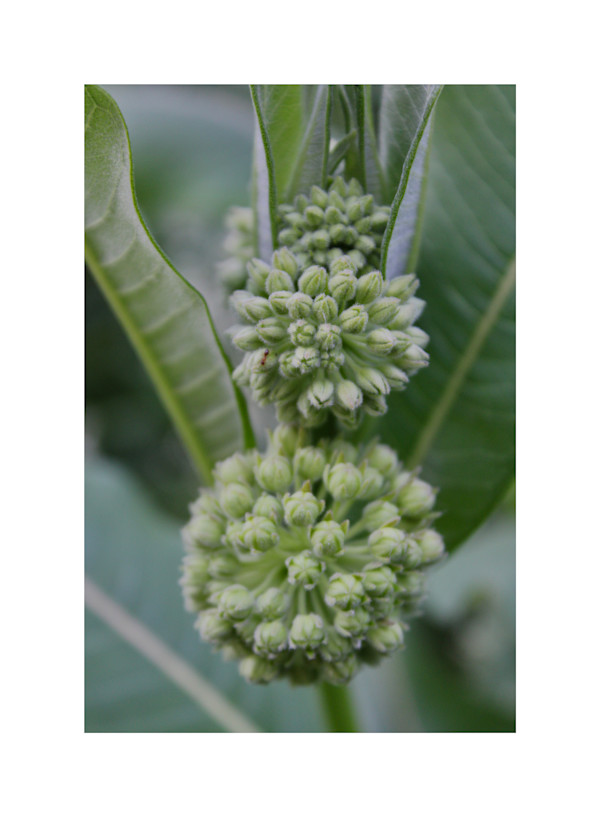 Okehocking Preserve by Cameryn Popiel