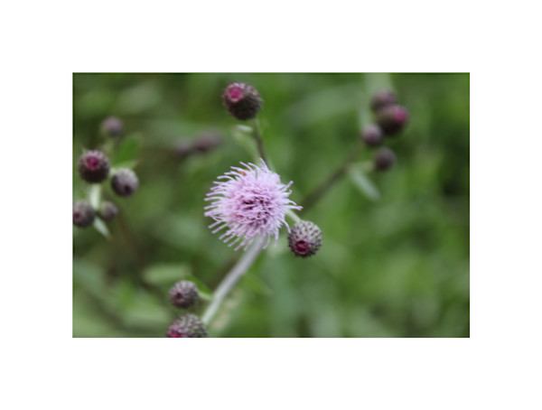 Okehocking Preserve by Cameryn Popiel