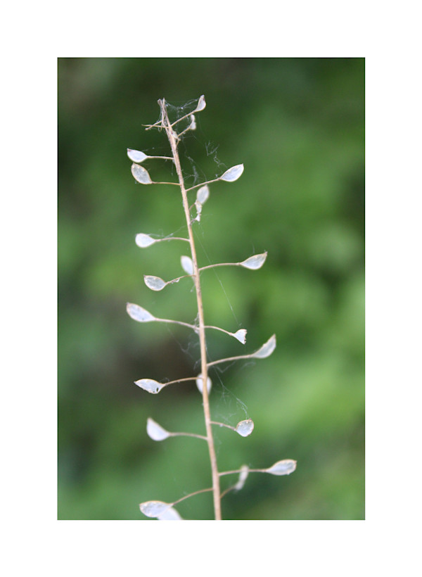 Okehocking Preserve by Cameryn Popiel