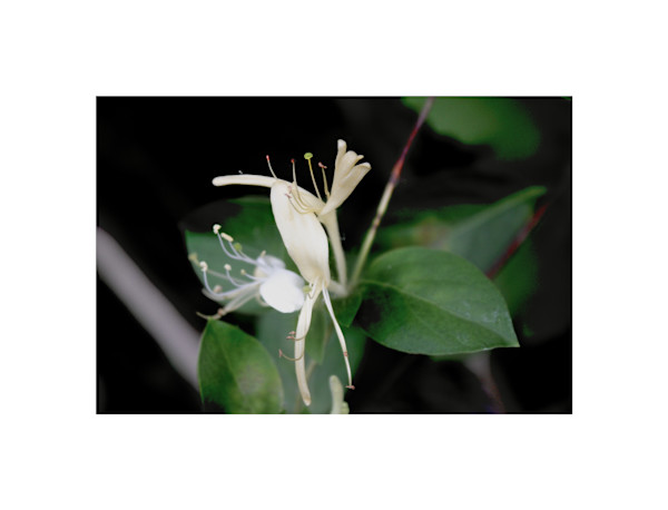 Okehocking Preserve by Cameryn Popiel