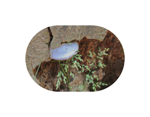 Okehocking Preserve by Cameryn Popiel