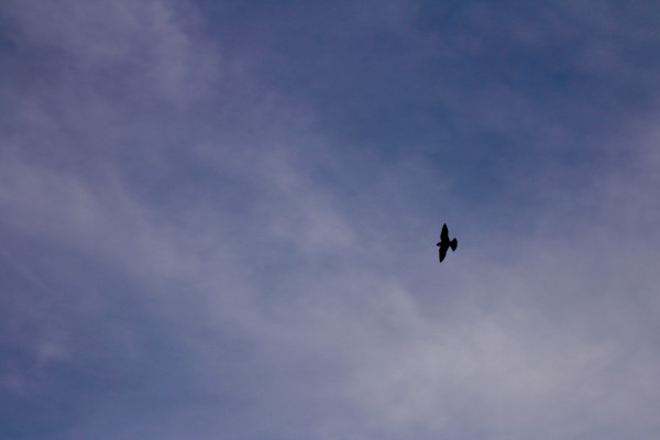 Okekocking Preserve by Cameryn Popiel