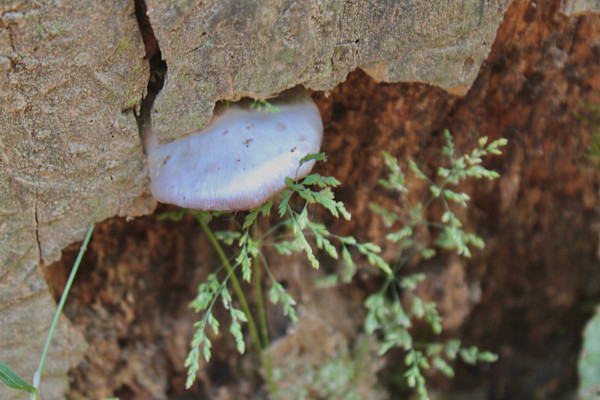 Okehocking Preserve by Cameryn Popiel, Image 17.
