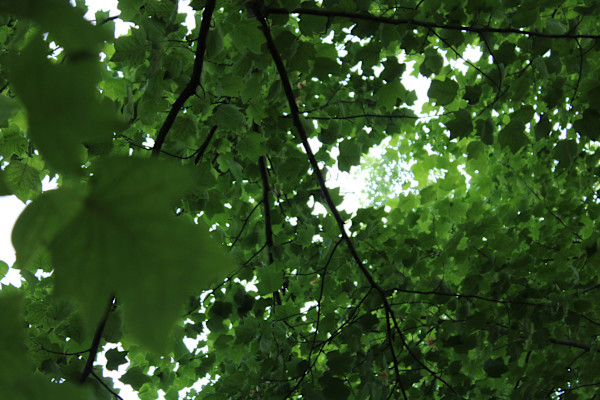 Okehocking Preserve by Cameryn Popiel, Image 19.