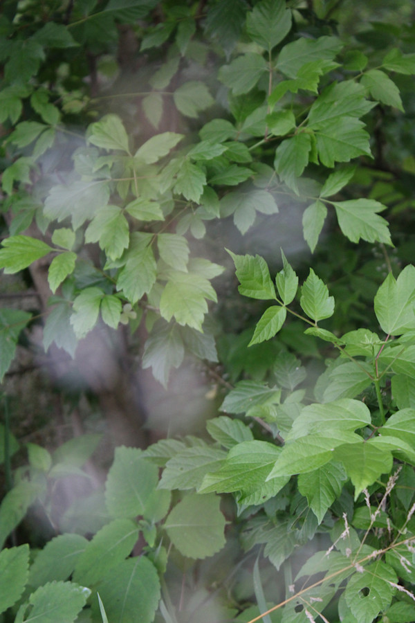 Okehocking Preserve by Cameryn Popiel, Image 16.