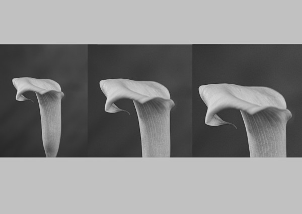 Equilibre Floral (composition chorégraphique) by kerenor, Image 1.