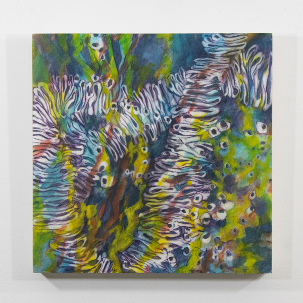 Algae and Lace by Darwin Nordin