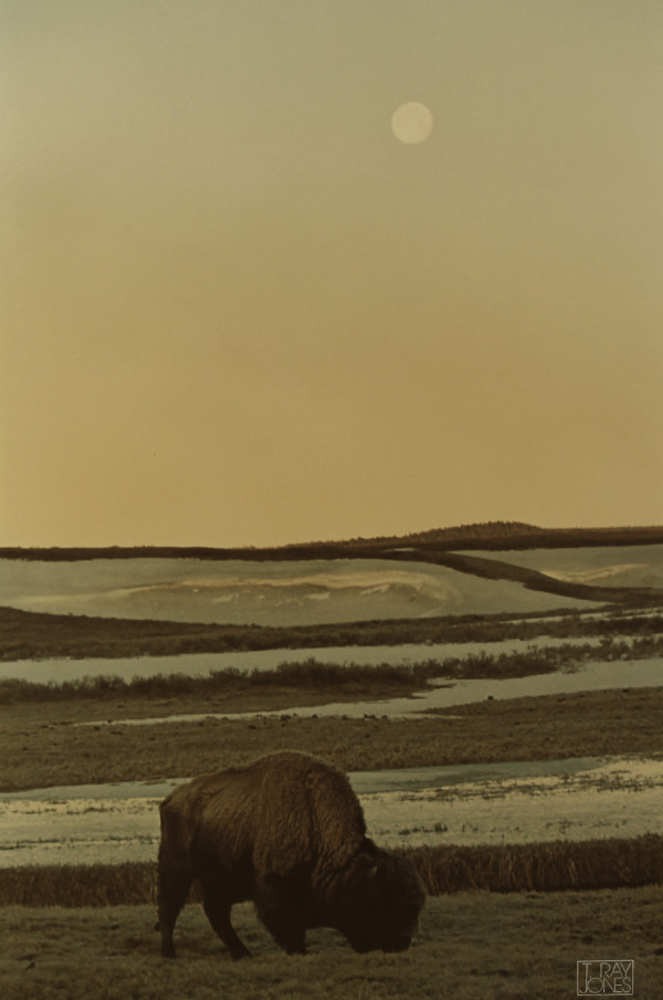 Yellowstone Dawning by T. Ray Jones