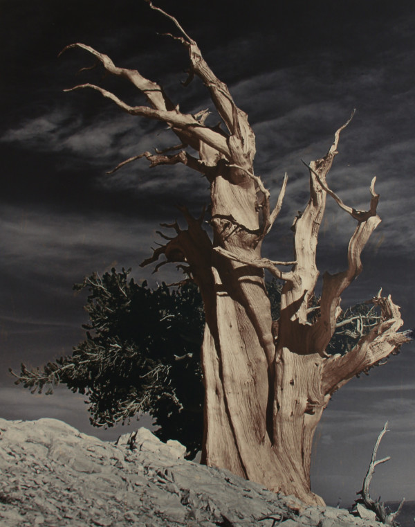 Treetrunk by John Arden