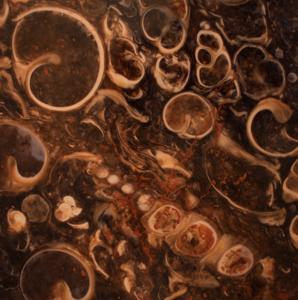 "Snails" Bordeaux, France Miocene by Giraud Foster & Norman Baker