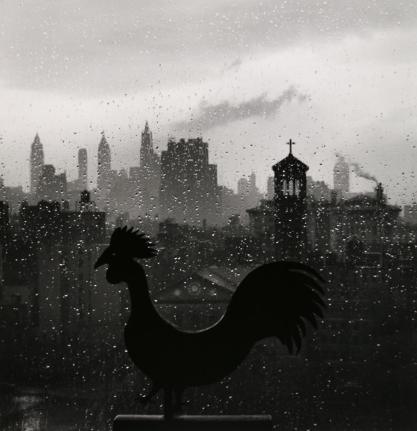 Rooster 1952 by André Kertész