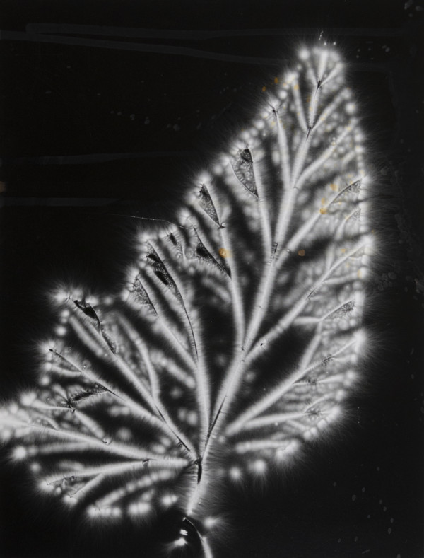 Begonia Leaf by Walter Chappell