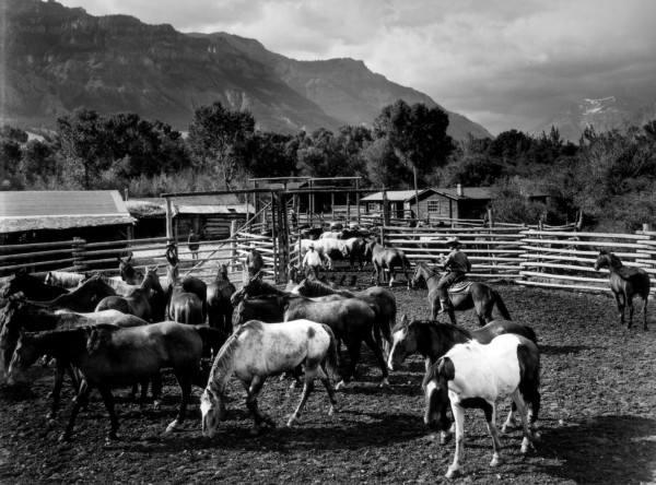 Horse Corral by Hal Gould