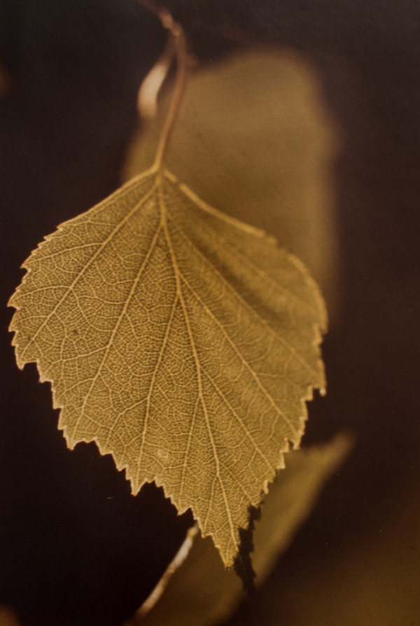 Birch Leaf by Ira Current