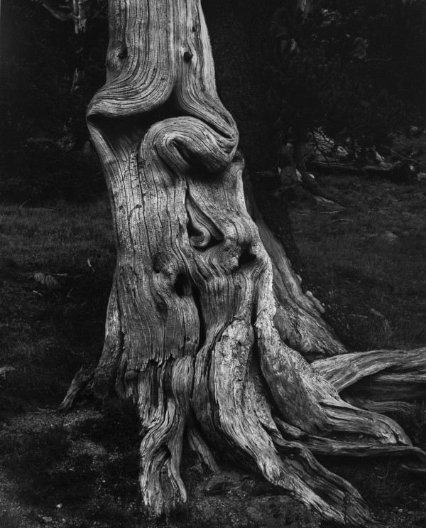 Ming-Dog Tree - Bristle Cone Pine; Mount Goliath, Colorado by Hal Gould