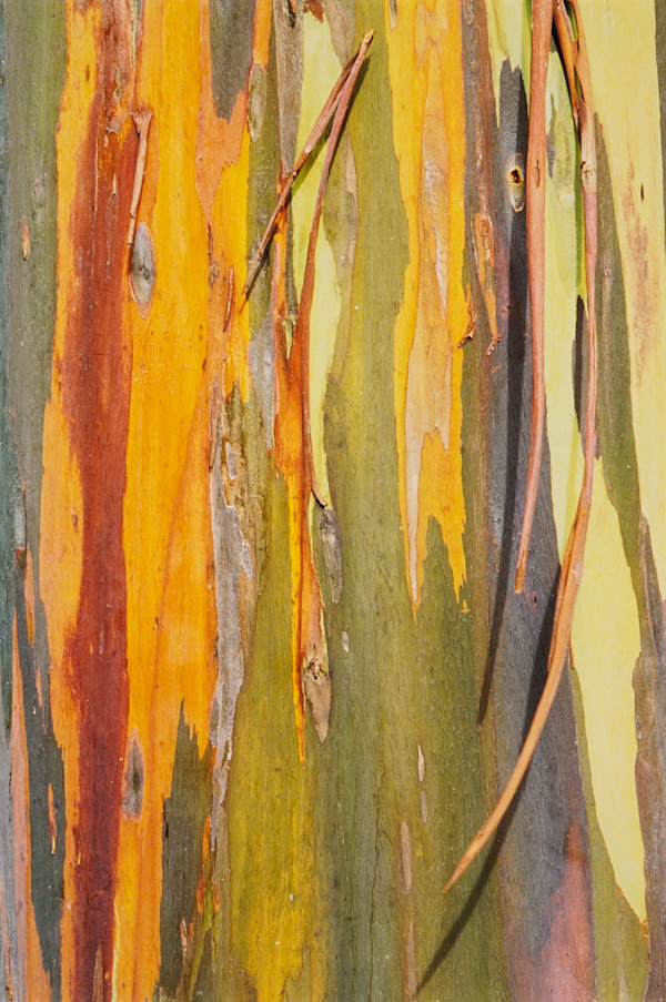 Eucalyptus, On the Road to Hana, Maui by James Milmoe