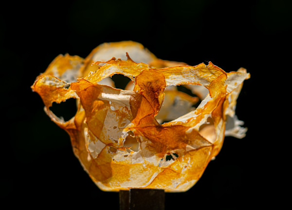 Butternut vessel by Annette Holtkamp, Image 1.