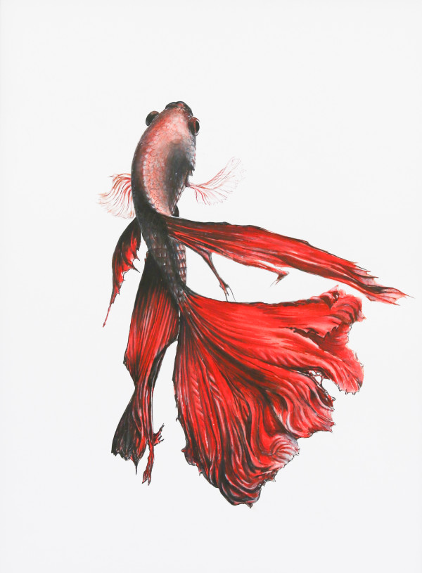 Red Fighting Fish by Phil Doyle