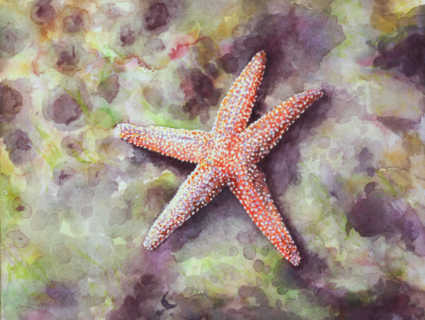 Starfish in the Rockpool by Phil Doyle