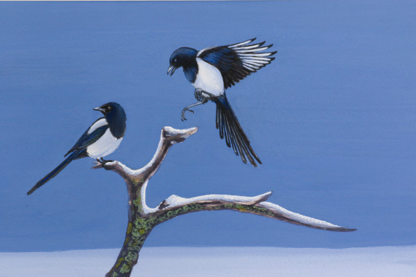 Magpies in Winter by Phil Doyle