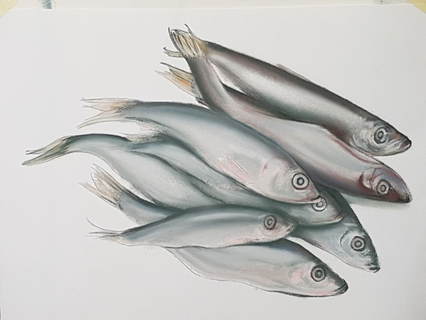 Sardine study by Phil Doyle