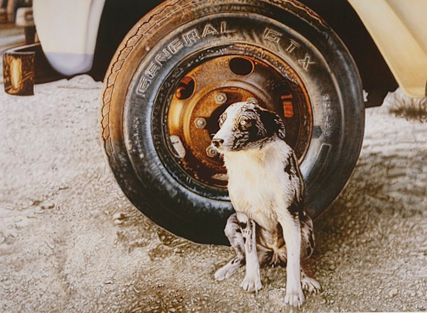 713	Farm Dog	38"x31"	Giclée  by Don Coen, Image 1.