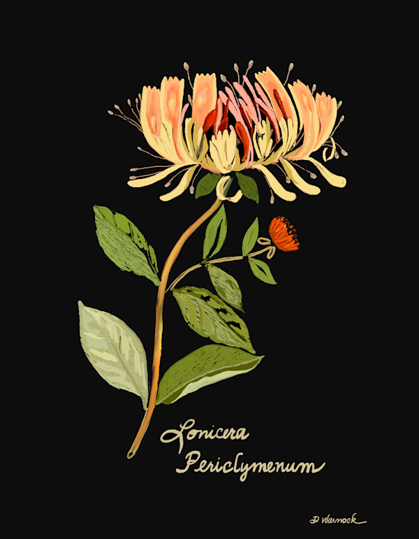Honeysuckle on Black by Debbie Warnock