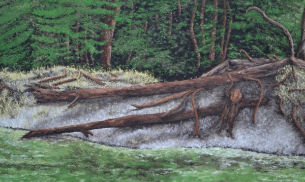 Fallen Trees by Patricia Hynes