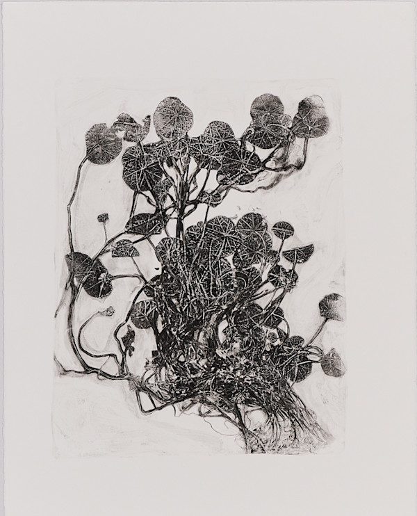 Soldiers (Nasturtium) by Jamie Lee Ohland