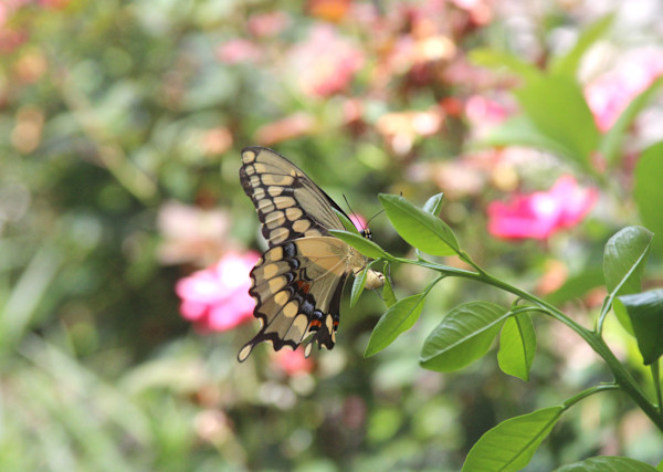 Swallowtail on Orange Tree by Sandra G Cooper, Image 1.