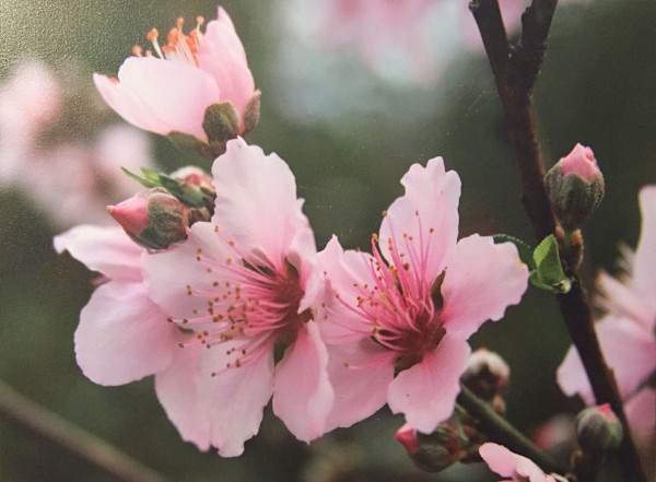 Delicate Pinks by Sandra G Cooper, Image 1.