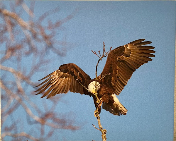 Nest Building Time by Sandra G Cooper, Image 1.