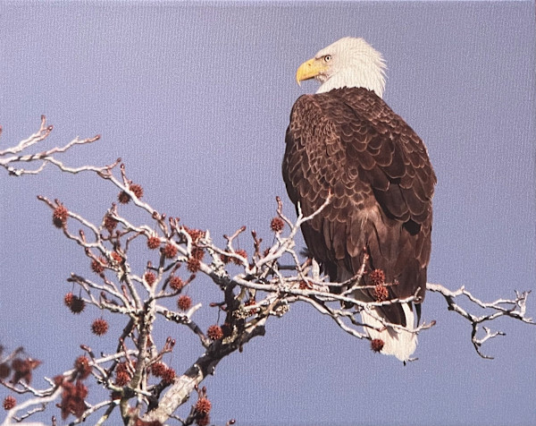 Giving Me the Eagle Eye by Sandra G Cooper, Image 1.