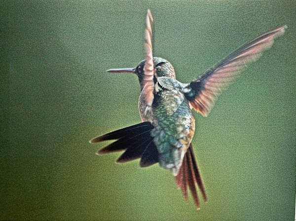 I Wanna Fly Away! by Sandra G Cooper, Image 1.