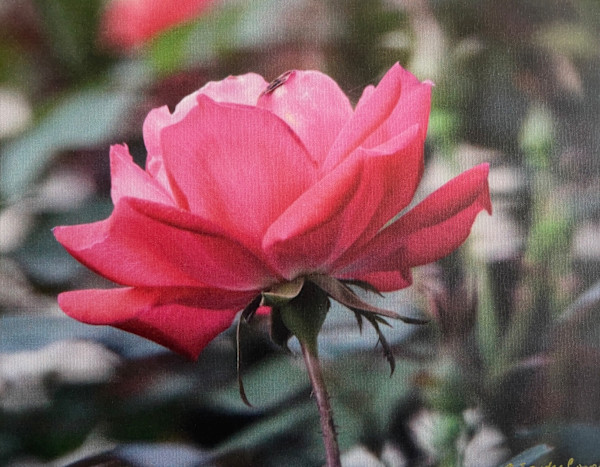 Beautiful Rose by Sandra G Cooper, Image 1.