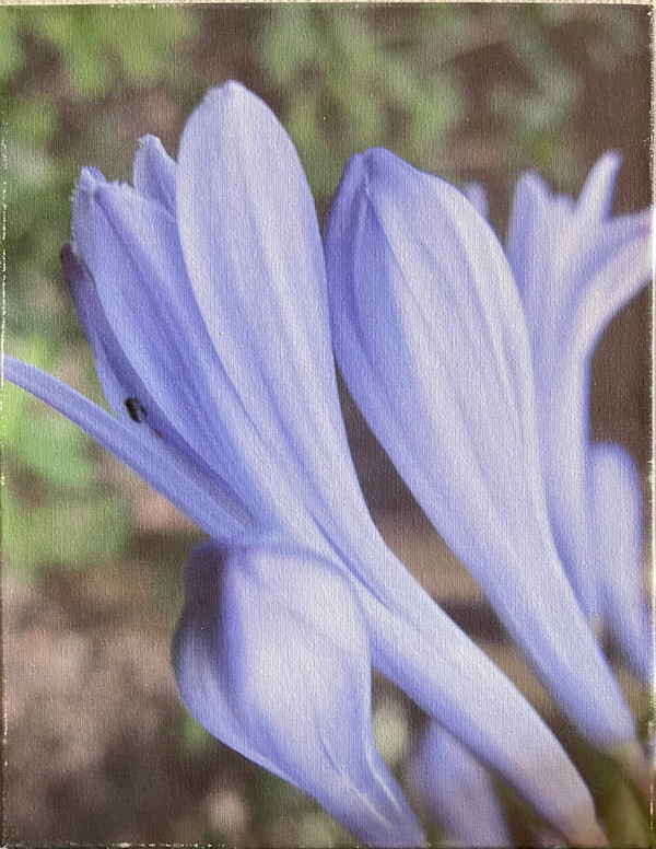Soft Lavendar by Sandra G Cooper, Image 1.