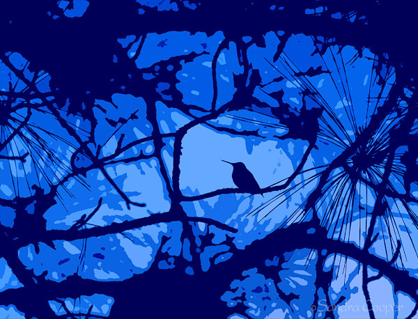 Blue Hummer by Sandra G Cooper, Image 1.