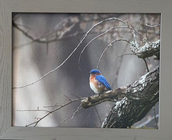 Blue Bird Bighten My Day! by Sandra G Cooper, Image 1.