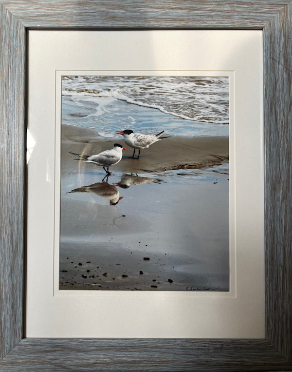 Caspian Terns on the Hunt by Sandra G Cooper, Image 1.