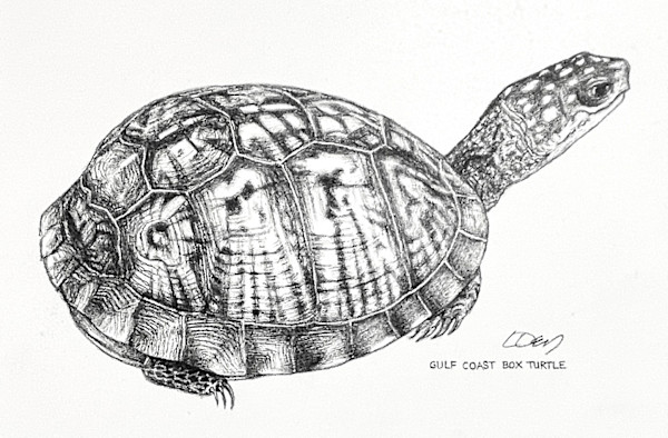 Gulf Coast Box Turtle by Lorraine  Dey