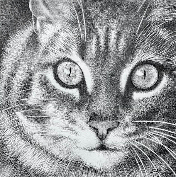 Jodie's Eyes by Lorraine  Dey