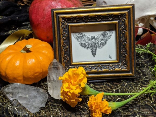 "Wonderful & Terrible to See" - Original Drawing of Death's Head Moth - Framed Small Mantle Art