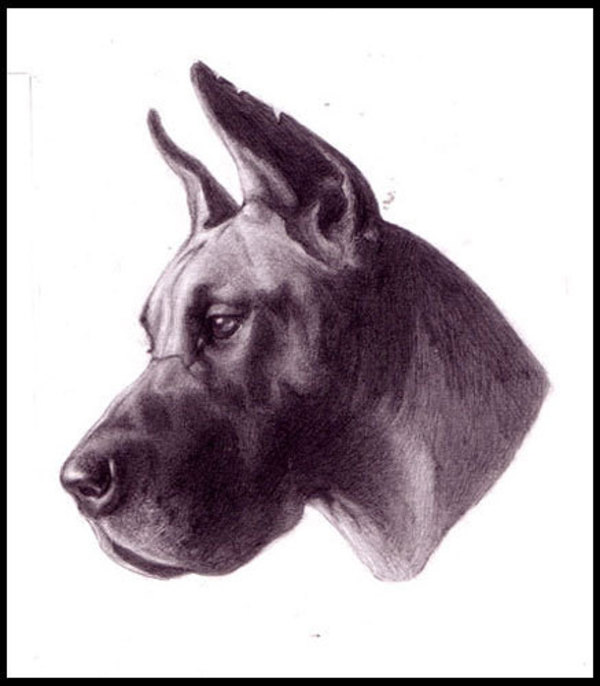 Great Dane Study by Layil Umbralux