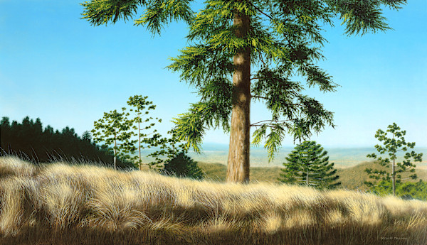 Bunya Pine by Marcel Desbiens