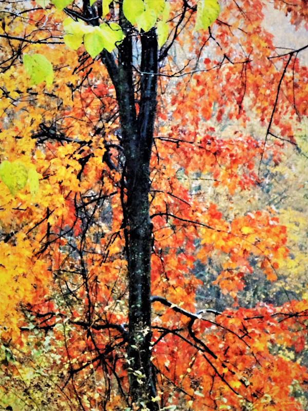 Autumn Tree_ by GERRY FELDMAN
