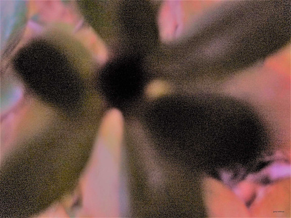 SHOO by GERRY FELDMAN